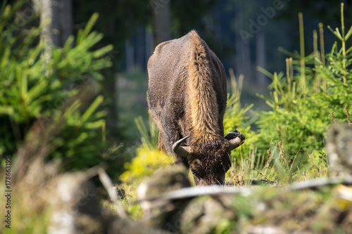 Wisent