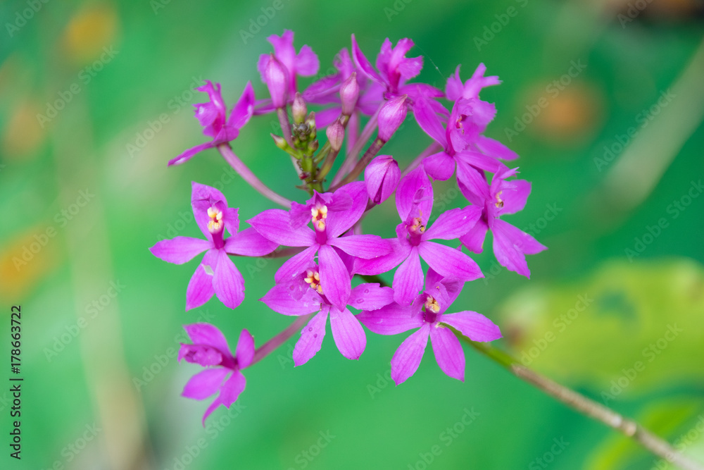 Close up purple flower Ground orchid plant Close up purple flower Ground orchid plant