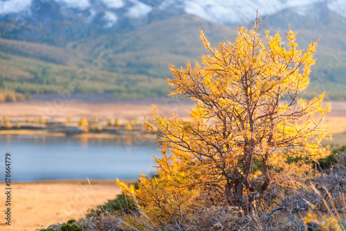 Yellowed Shrub in Autumn in Mountains