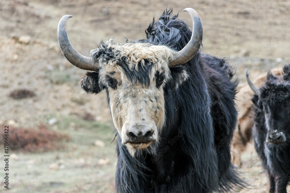 Obraz na plátně a wild black yak with long hair on grassland