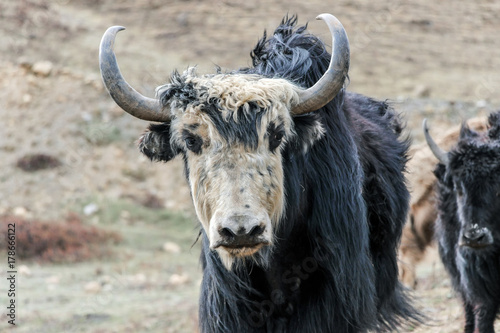 a wild black yak with long hair on grassland 