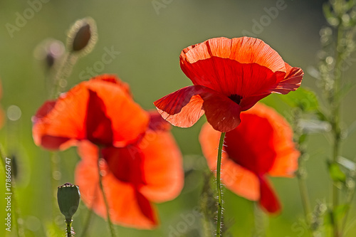 Mohnblume im Abendlicht