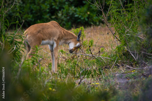 Cute baby Bontebok antelope calf scratches its head on a bush in the Cape Point Nature Reserve, South Africa 