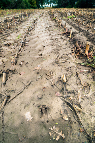 Wallpaper Mural Paw print of roe deer in arable field Torontodigital.ca