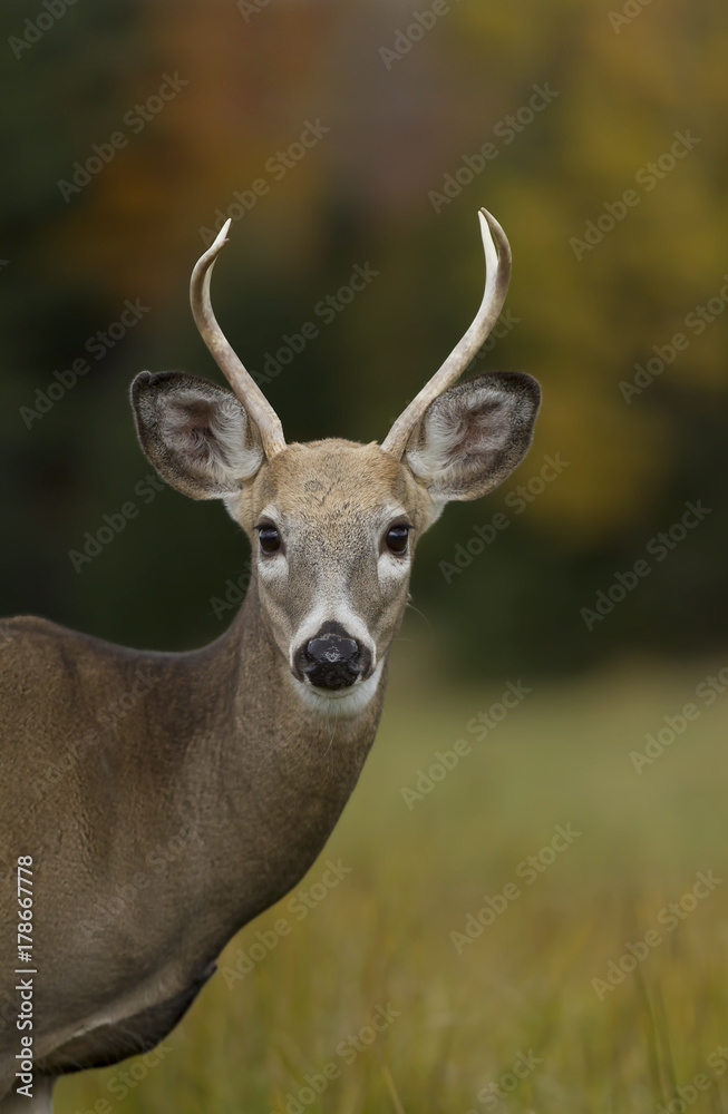 Young white-tailed deer buck closeup in an autumn meadow