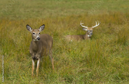 White-tailed deer family in an autumn meadow