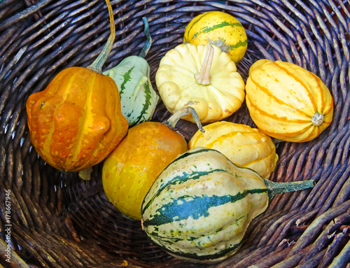 Pumpkins collected in the Basket