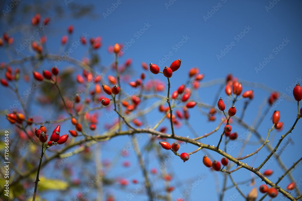 brier branch close up