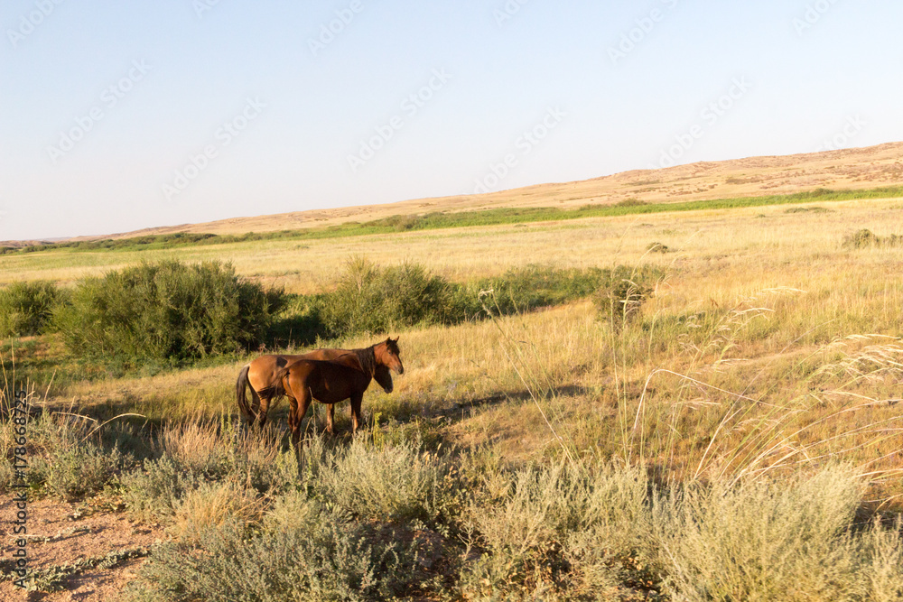 horse field in the steppe.