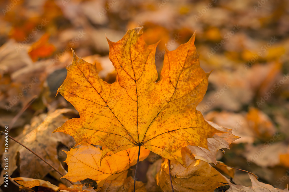 Yellow maple leaf in an autumn forest against a setting sun. Beautiful maple leaf on the sun against fall blurred background. Yellow maple leaf in an autumn forest against a setting sun. Beautiful maple leaf on the sun against fall blurred background.