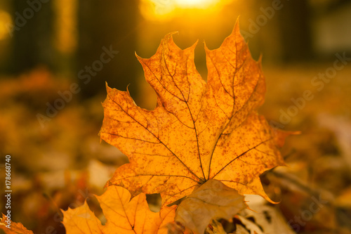 Yellow maple leaf in an autumn forest against a setting sun. Beautiful maple leaf on the sun against fall blurred background.
