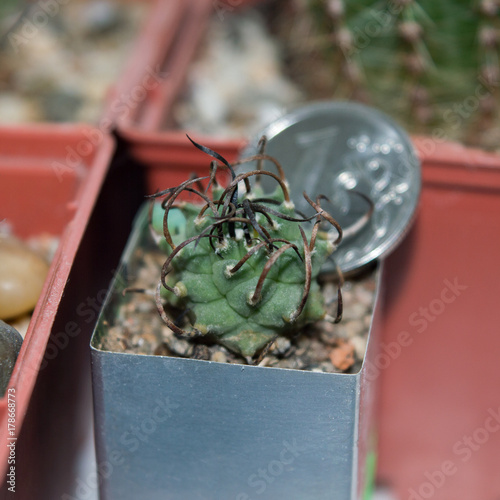 Small potted cactus Turbinicarpus klinkerianus compared with coin size, prickly succulent plant growing in cacti collection photo