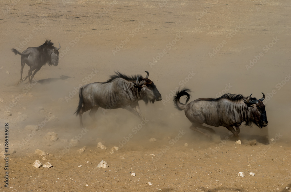 Blue Wildebeest chasing each other, raising dust Blue Wildebeest chasing each other, raising dust