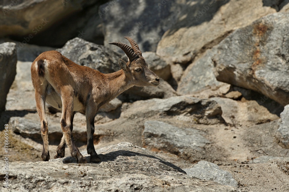 Ibex fight in the rocky mountain area. Wild animals in capitivity. Nature looking habitat in the zoo. Two males fighting for females. Ibex fight in the rocky mountain area. Wild animals in capitivity. Nature looking habitat in the zoo. Two males fighting for females.