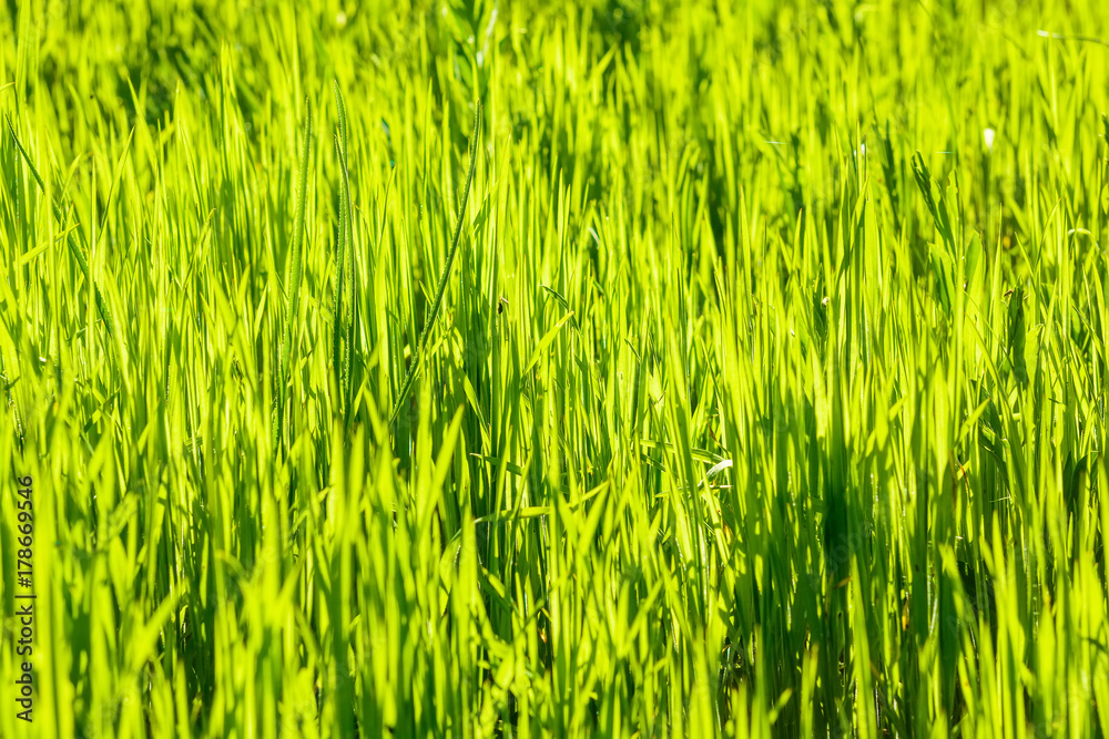 Juicy grass on sunny day