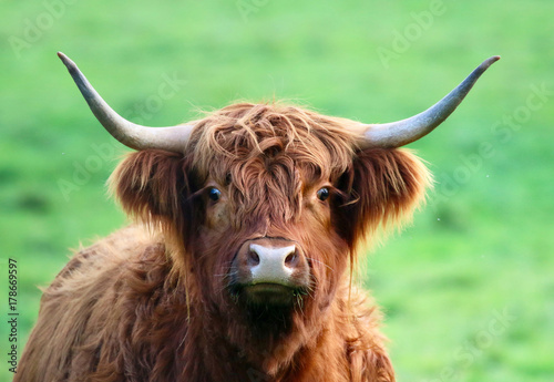 Highland Cattle