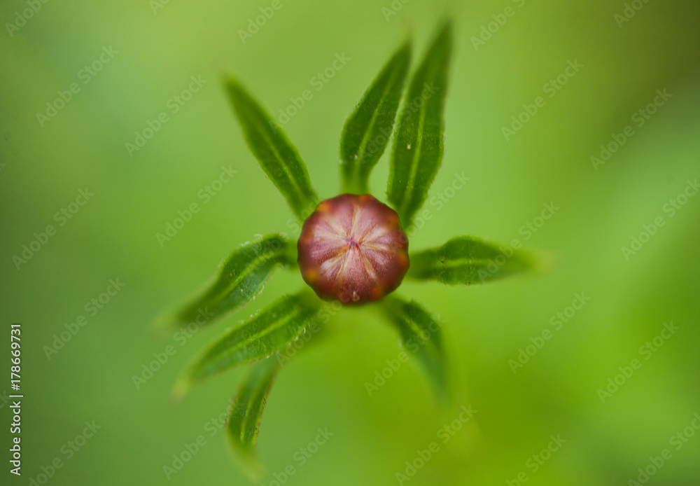 Flower Bud Flower Bud