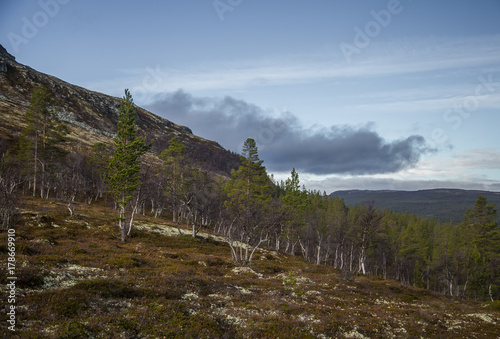 A beautiful forest on a hillside. Autumn wood scenery in the Norwegian mountains. Colorful forest landscape in north.