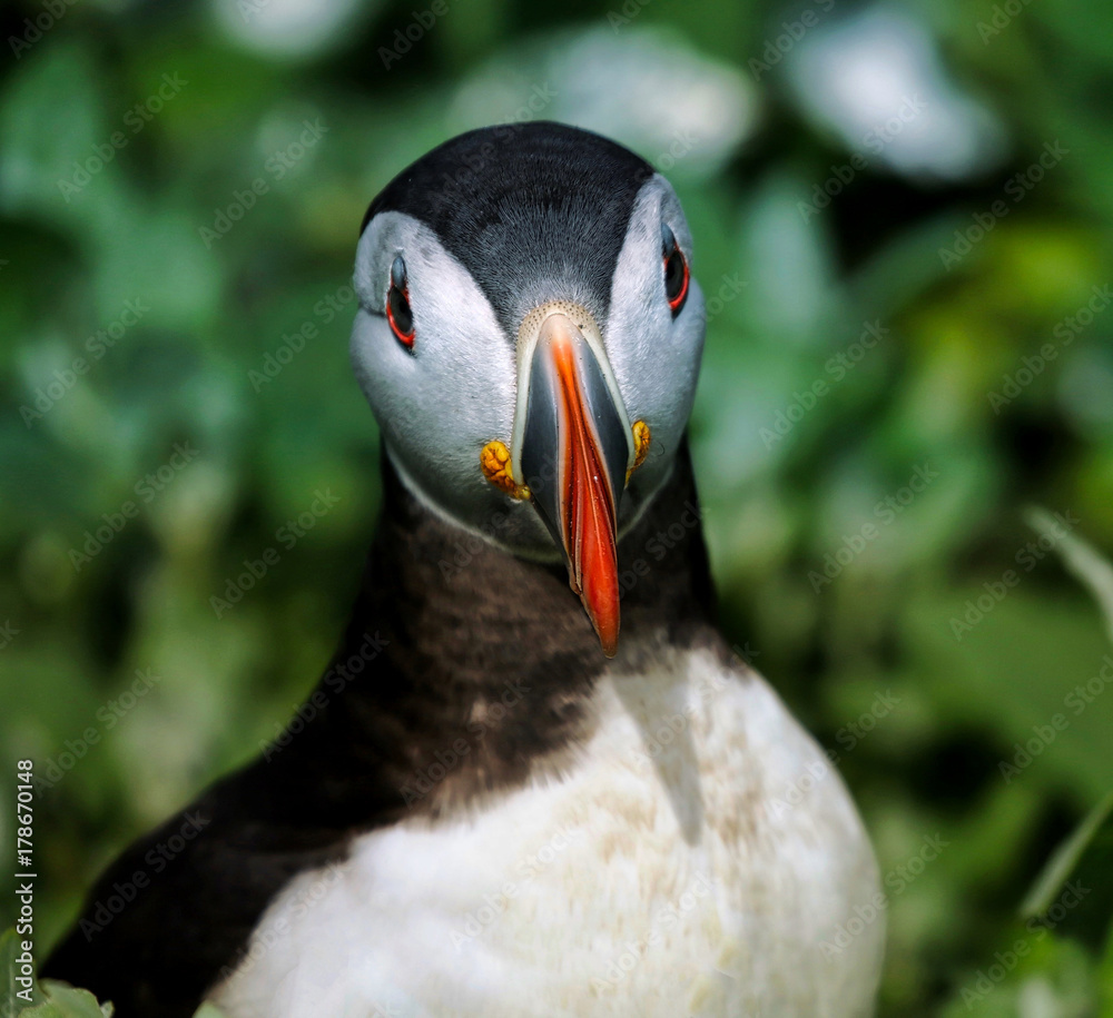 Naklejka premium Atlantic Puffin