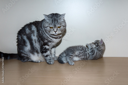 British kitten sits on a shelf