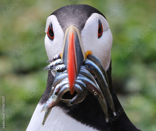 Atlantic Puffin