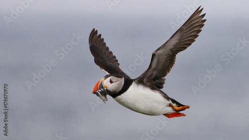 Atlantic Puffin