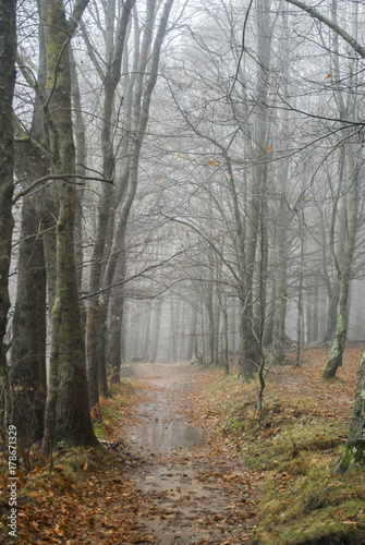 Bosque en niebla © jormest