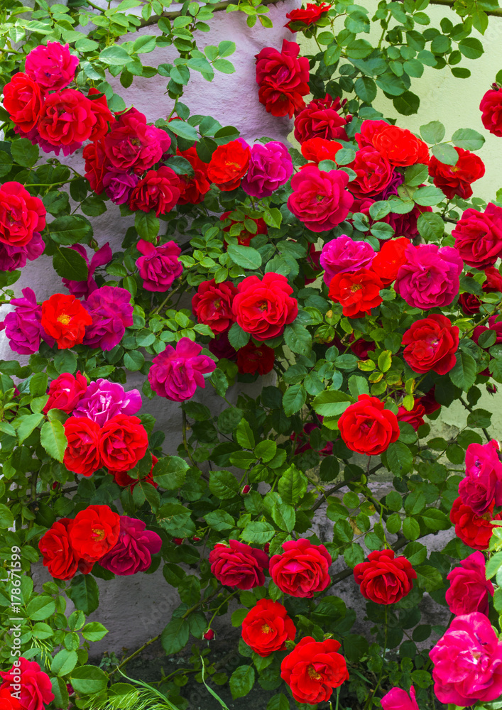 roses. beautiful red rose Bush red roses. bouquet of red roses