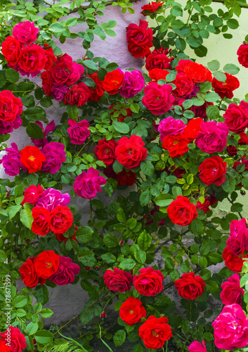 roses. beautiful red rose Bush red roses. bouquet of red roses © andrey7777777
