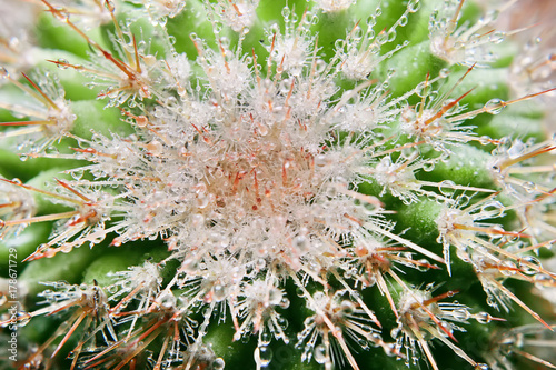 Green and fresh Cactaceae Copiapoa cactus with dews in detail macro photo