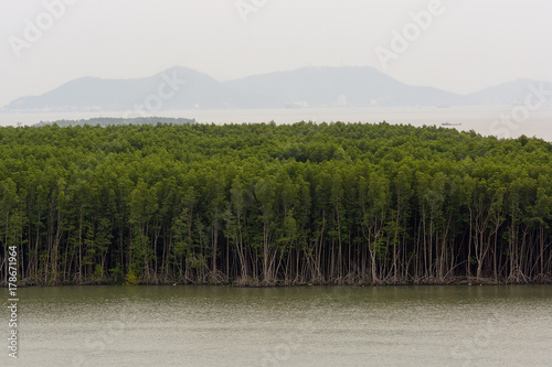 Mangrove forest and swamp in the southern Vietnam. photo