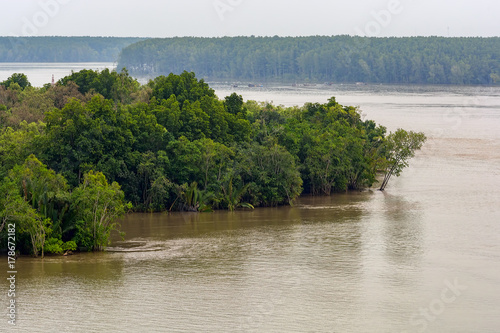 Mangrove forest and swamp in the southern Vietnam. photo