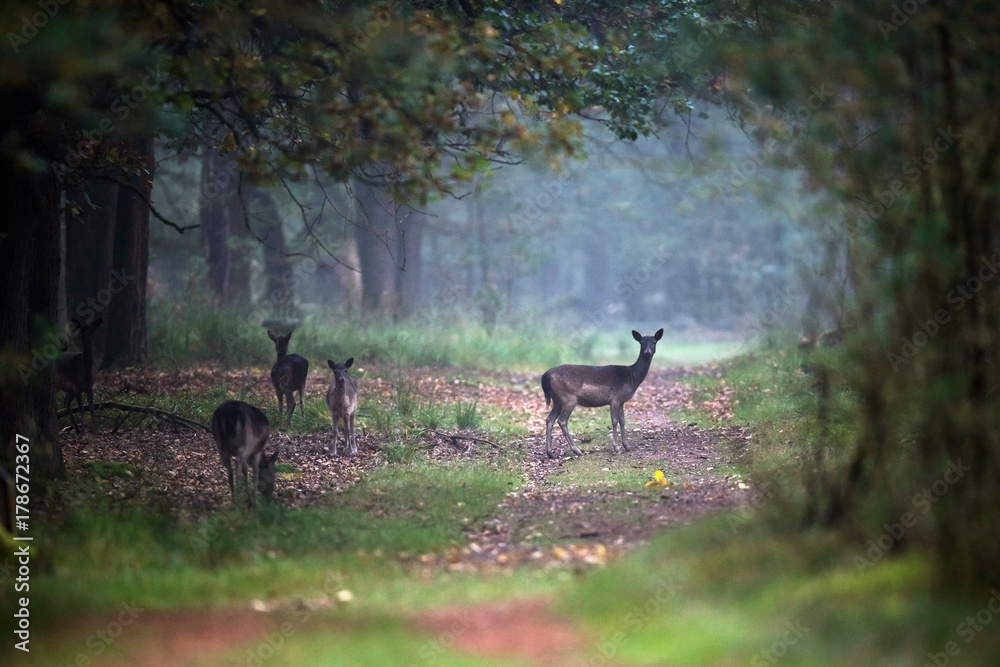 Fototapeta premium Fallow deer on forest path in autumn