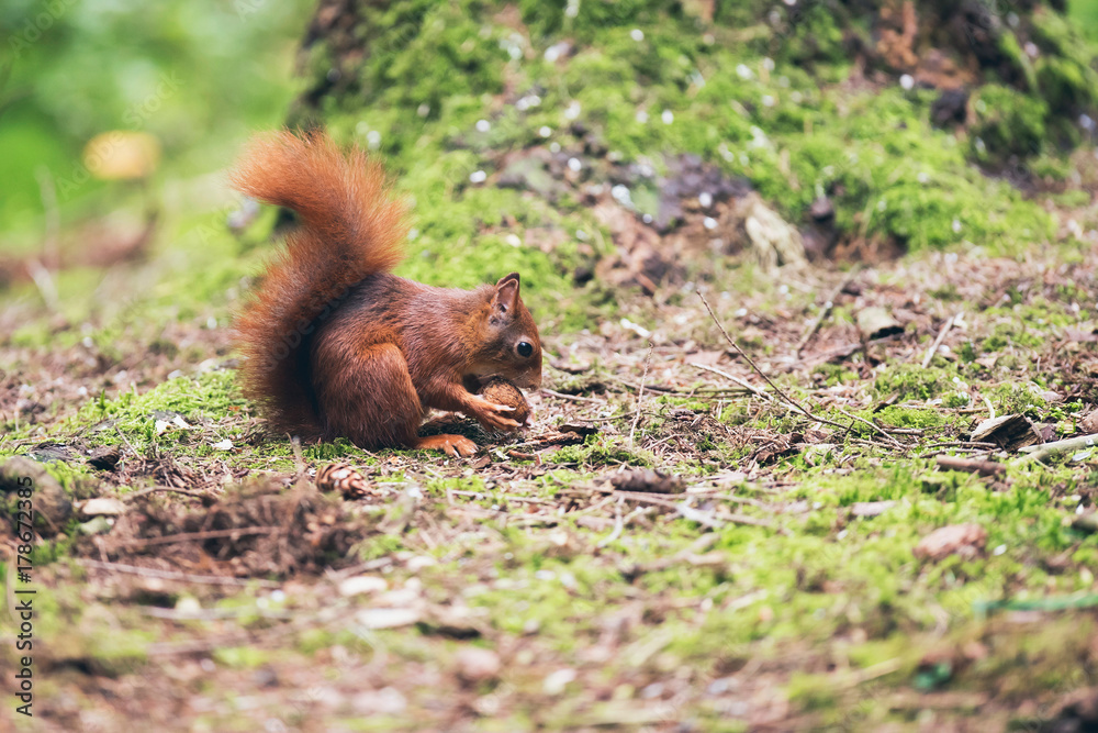 Fototapeta premium Red squirrel with nut on forest ground
