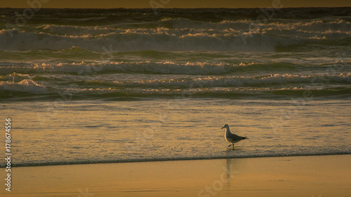 A lone seagull tiptoes through the water at sunset near Noordhoek Beach, South Africa
