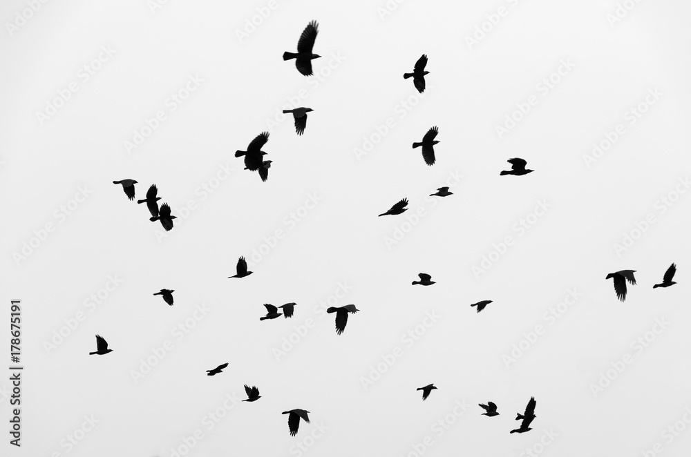 Flock of birds ravens flying in the sky. Black and white photo. - obrazy, fototapety, plakaty 