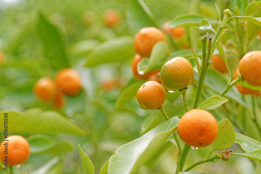 Citrus fruits in front of background
