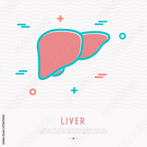 Liver thin line icon. Modern vector illustration of human internal organ.