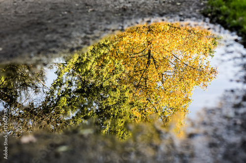 Forêt
