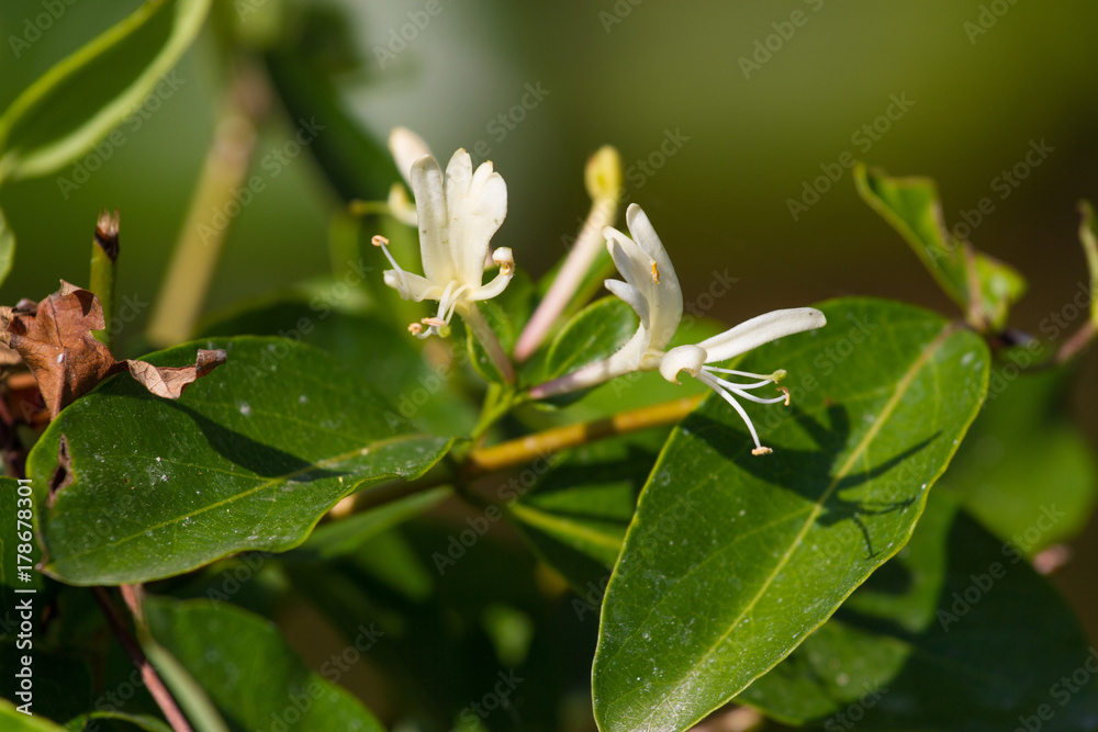 Lonicera white flowers. Honeysuckle, disambiguation plant. Lonicera white flowers. Honeysuckle, disambiguation plant.