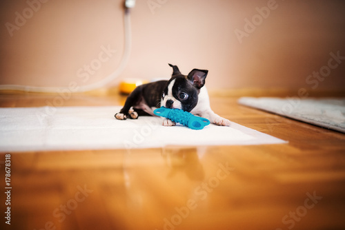 Little dog playing with a blue toy on the floor in the house. Boston terrier.
