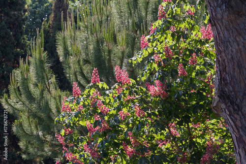 Red horse-chestnut tree in park. Briotii aesculus plant