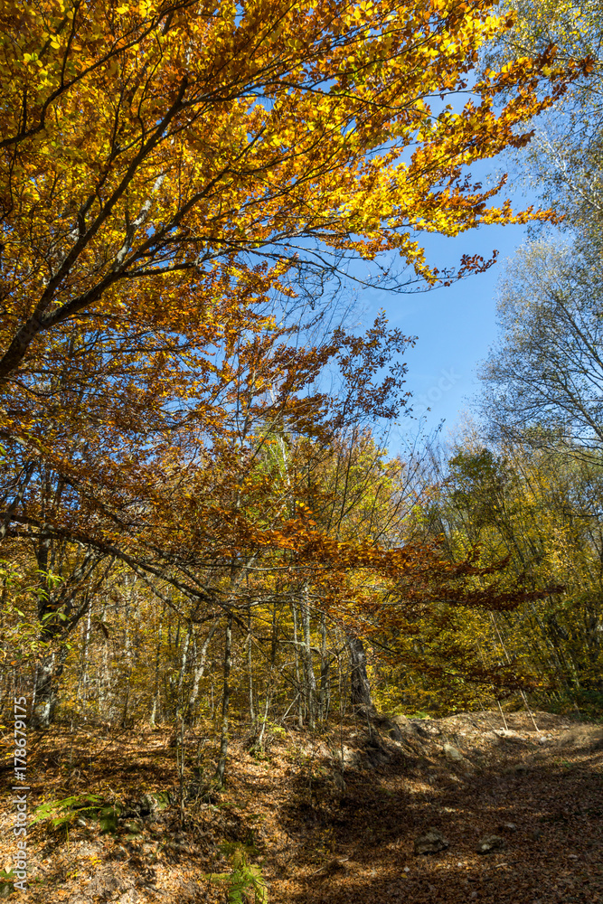 Autumn Landscape with yellow near Devil town in Radan Mountain, Serbia Autumn Landscape with yellow near Devil town in Radan Mountain, Serbia