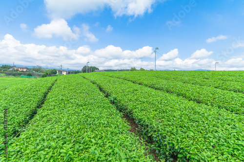  Fresh green tea farm in spring , Row of tea plantations (Japanese green tea plantation) with  blue sky  background  in Fuji city ,Shizuoka prefecture, Japan.