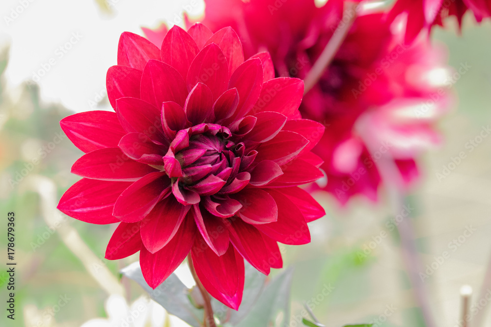 Beautiful flower blooming in spring day by Macro lens . Beautiful flower blooming in spring day by Macro lens .