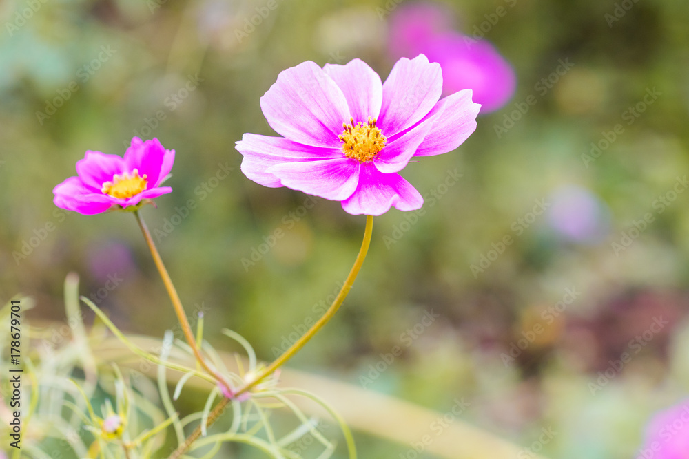 Beautiful Pink cosmos flower blooming in spring day by Macro lens . Beautiful Pink cosmos flower blooming in spring day by Macro lens .