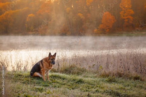 Fototapeta Naklejka Na Ścianę i Meble -  German Shepherd dog sitting on shore of the lake in early autumn morning