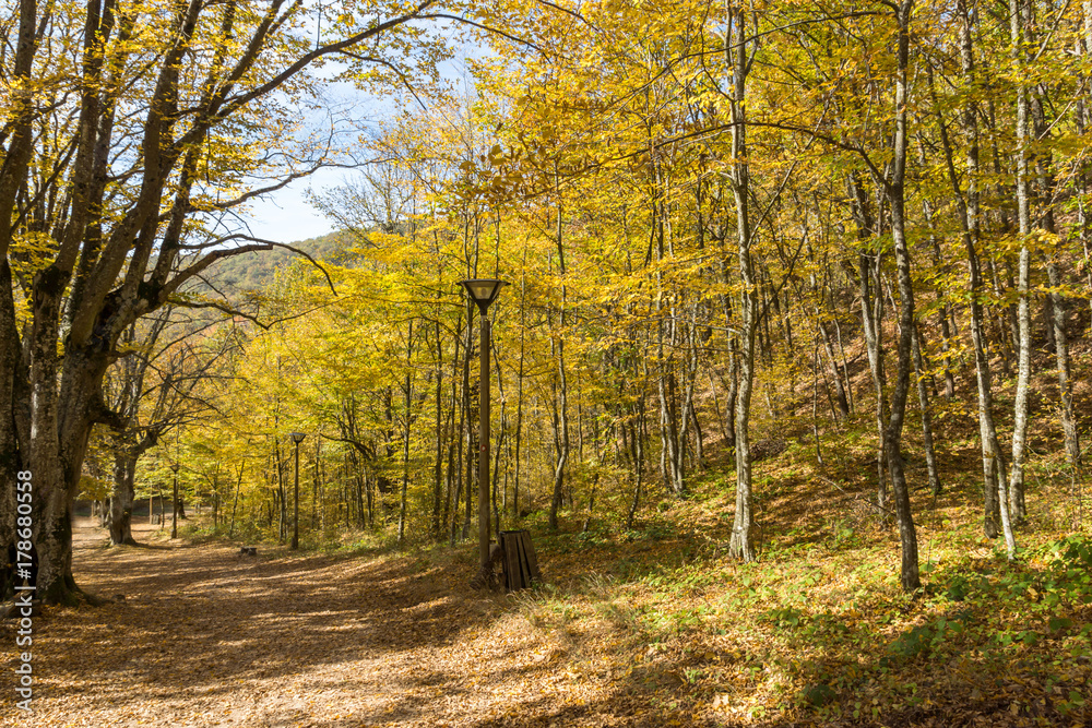 Autumn Landscape with yellow near Devil town in Radan Mountain, Serbia