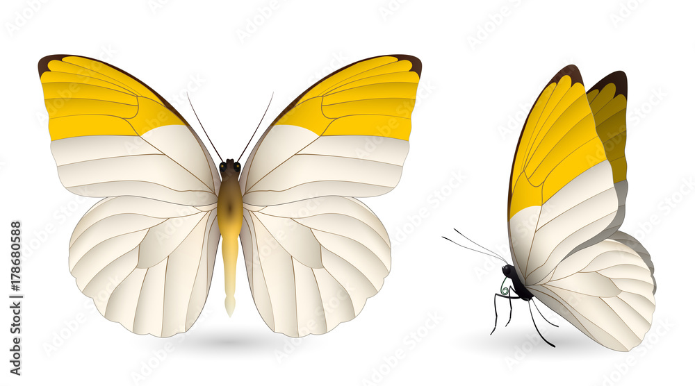 Fototapeta premium Set of colorful butterflies. Front and side view