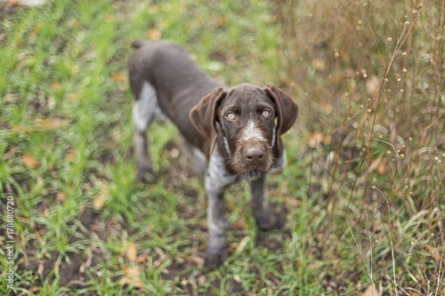 Drathaar, Hunting dog, German Piggy Dog